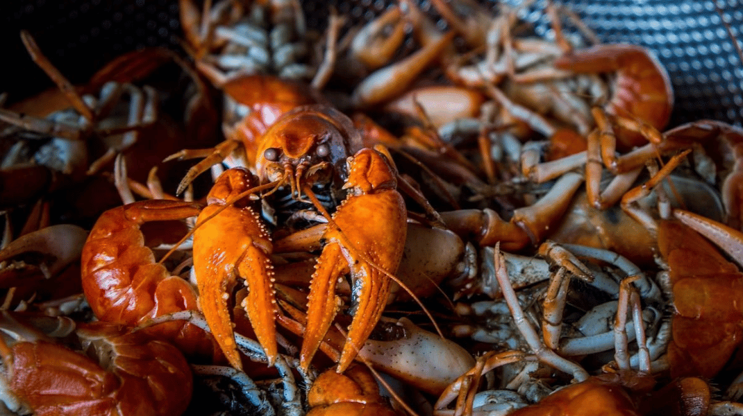 Jaf ca-n filme! S-au furat homari congelați de 400 de mii de dolari! Hoții și crustaceele sunt căutate de FBI